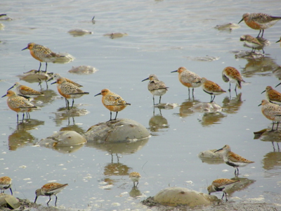 A wave slaps the Delaware Bay and a horseshoe crab tumbles out of the surf. Every spring, they come ashore during high tides to lay their eggs. The Delaware Bay is the principal breeding location for horseshoe crabs on the East Coast and among the largest staging areas for shorebirds in North America. Photo of red knots and horseshoe crabs courtesy of Mark Binder.